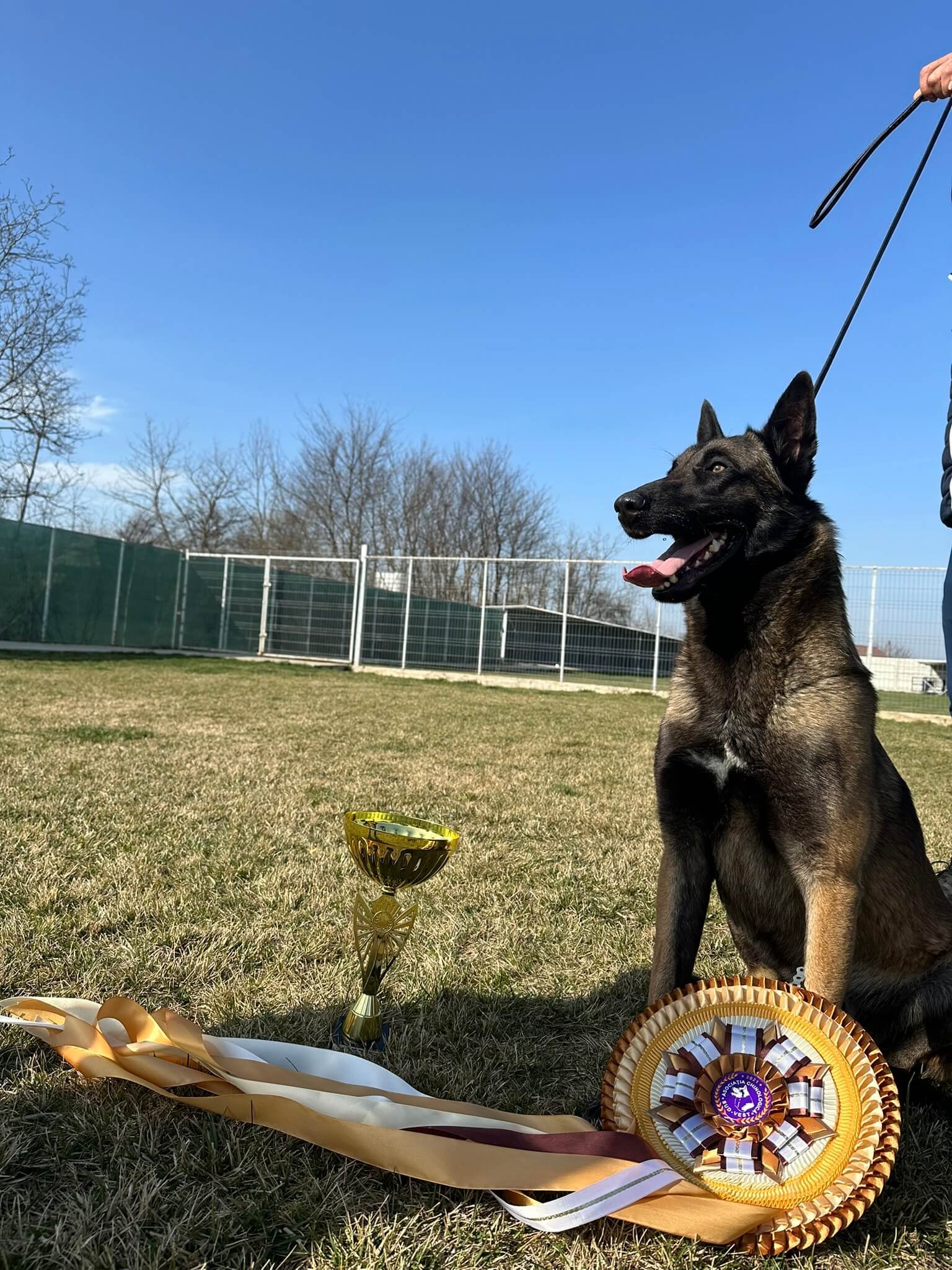 top dog champion - belgian malinois