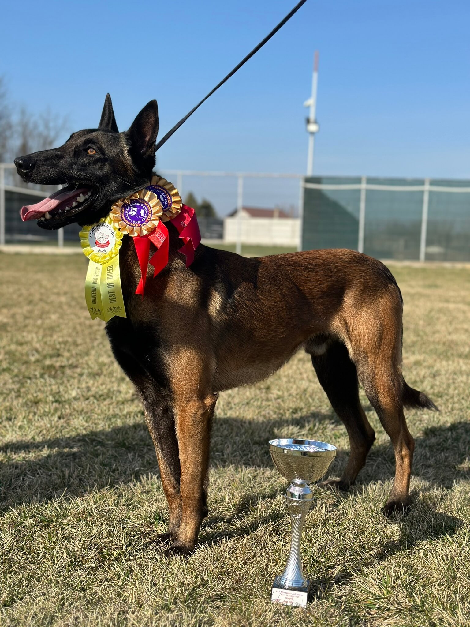 top dog champions - belgian malinois