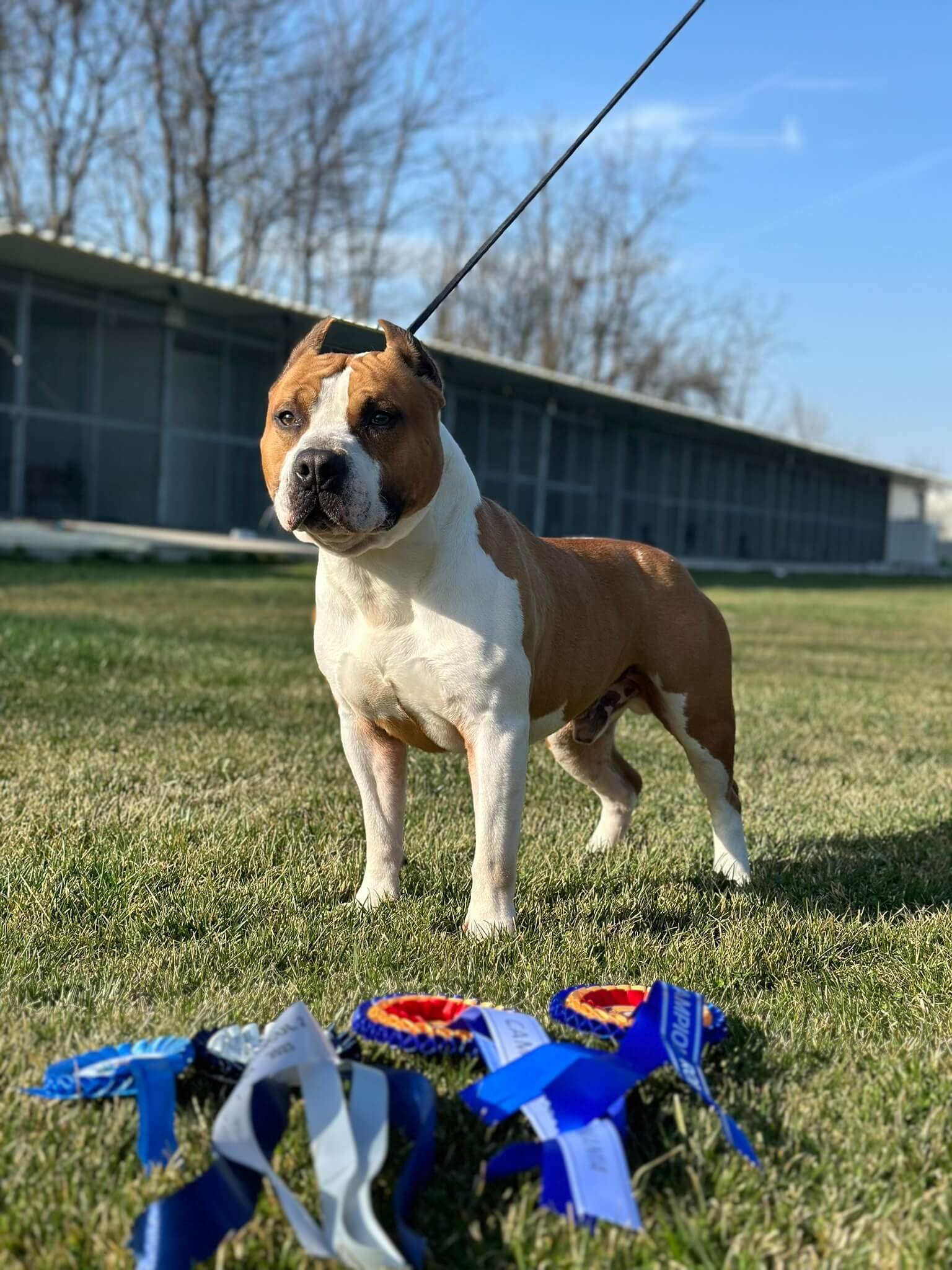 top dog champions - amstaff