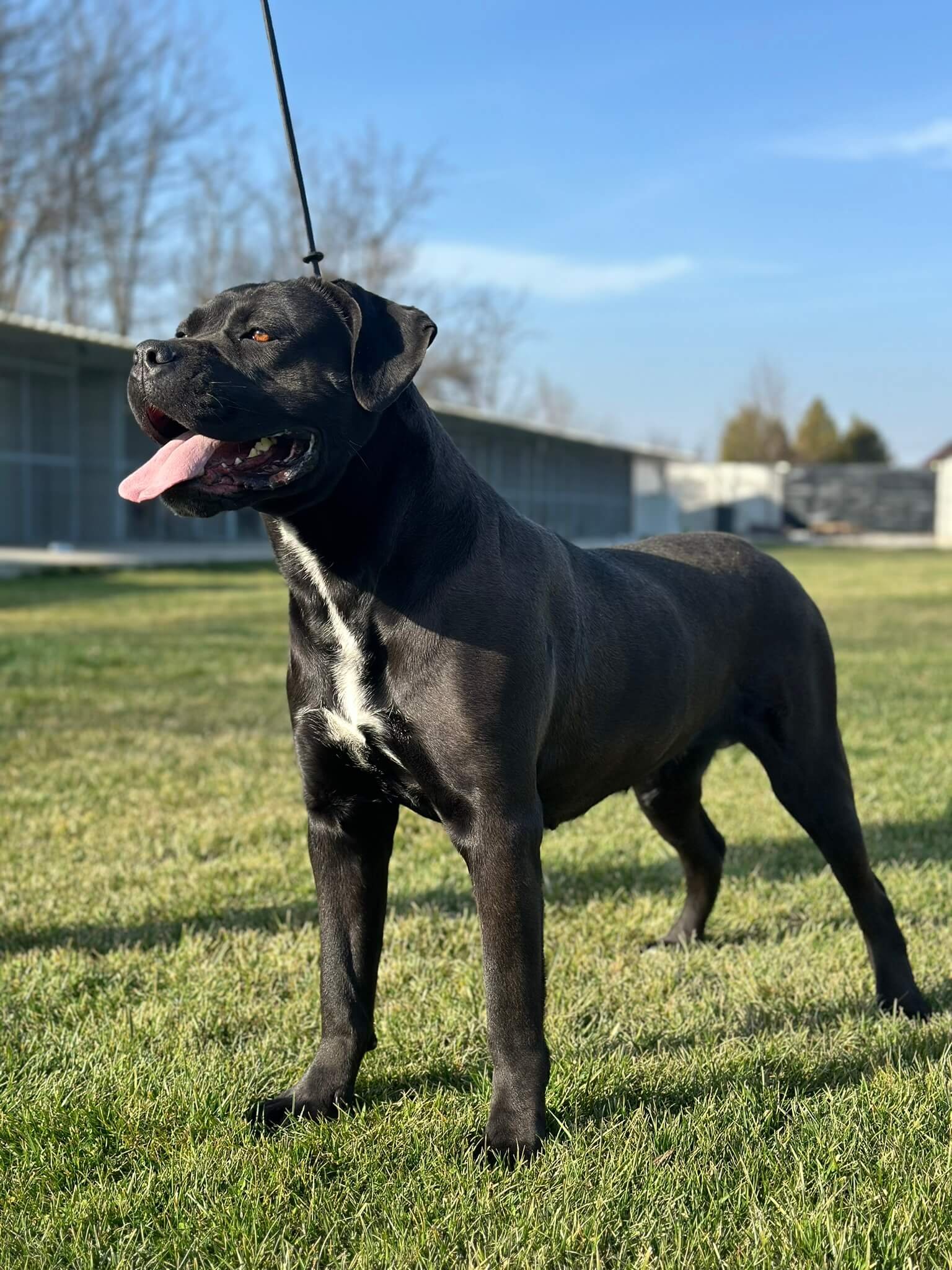 top dog champions - cane corso