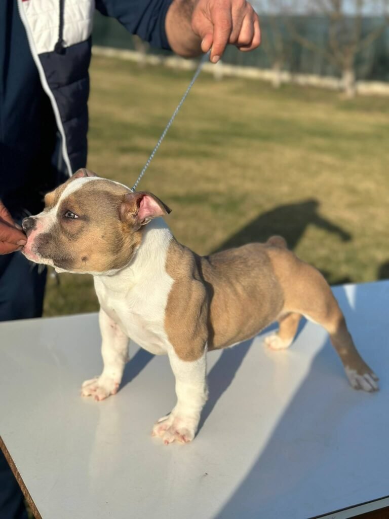 top dog champion - american bully puppy