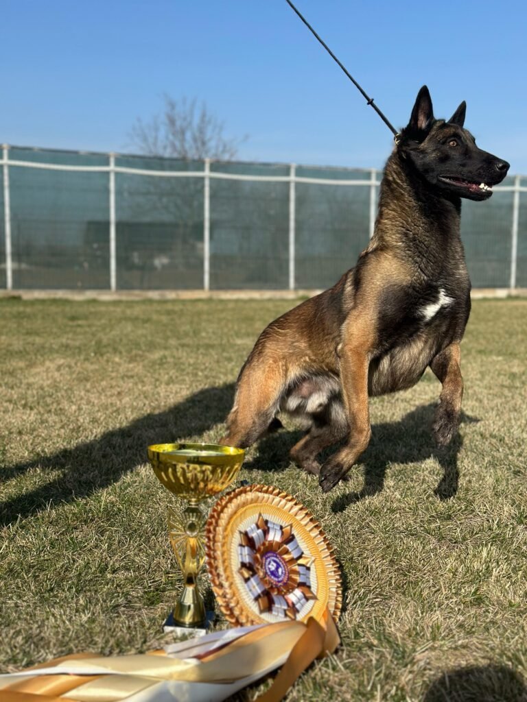 Belgian Malinois Champion